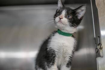 A1270336 -  Domestic Short Hair Cat for Adoption in Charlotte, North Carolina - A1270336 | PetCurious