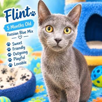 Flint -  Domestic Short Hair and Russian Blue Cat for Adoption in Antioch, California - Flint | PetCurious