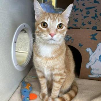Domestic Short Hair Cats Available for Adoption in West Olive, Michigan - Evan | PetCurious