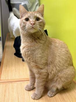 Domestic Short Hair Cats Available for Adoption - Cheddar | PetCurious