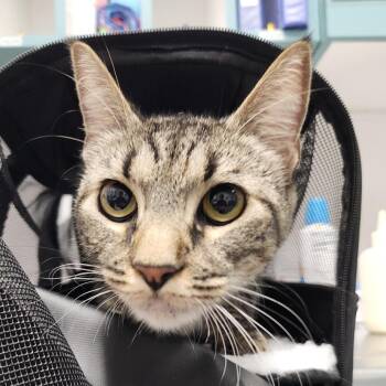 Evie -  Domestic Short Hair Cat for Adoption in Tampa, Florida - Evie | PetCurious