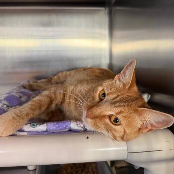 Hot Cheeto -  Domestic Short Hair Cat for Adoption in Spanish Fork, Utah - Hot Cheeto | PetCurious
