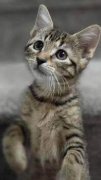 Rescue Tabby Cats for Adoption - Yarrow | PetCurious