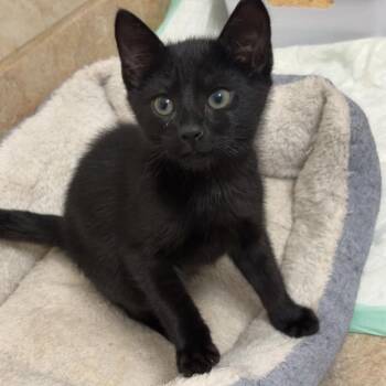 Rocky (shy ten week old) -  Domestic Short Hair Cat for Adoption in Hanson, Massachusetts - Rocky (shy Ten Week Old) | PetCurious