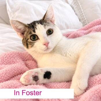 Chai -  Domestic Short Hair Cat for Adoption in Chapel Hill, North Carolina - Chai | PetCurious