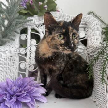 Domestic Short Hair Cats Available for Adoption in Eaton Rapids, Michigan - True North 56011 | PetCurious