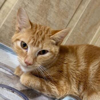 Domestic Short Hair Cats Available for Adoption in New York, New York - Clementine | PetCurious