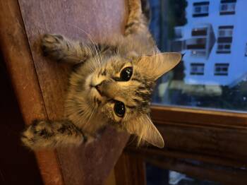 Nala -  Domestic Medium Hair Cat Available for Adoption in Melrose, Massachusetts - Nala | PetCurious