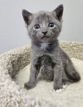 Domestic Short Hair Cats Available for Adoption in Brockport, New York - Flynn | PetCurious