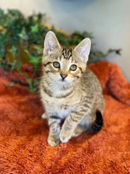 Tabby Cats Available for Adoption in Taylor, Michigan - Jasper | PetCurious
