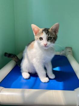 Josie -  Domestic Short Hair Cat for Adoption in Emerald Isle, North Carolina - Josie | PetCurious