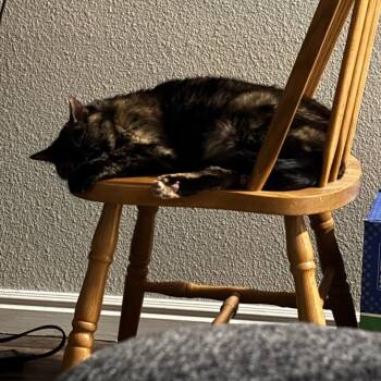 Amelie -  Domestic Short Hair Cat for Adoption in Salt Lake City, Utah - Amelie | PetCurious