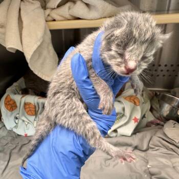 Starry -  Domestic Short Hair Cat for Adoption in Lynchburg, Virginia - Starry | PetCurious