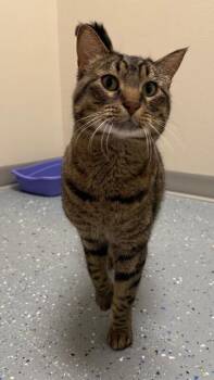 Domestic Short Hair Cats Available for Adoption in Yankton, South Dakota - Diego | PetCurious