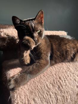 Rescue Domestic Short Hair Cats for Adoption in Glen Raven, North Carolina - JACK BLACK-born 2021 | PetCurious