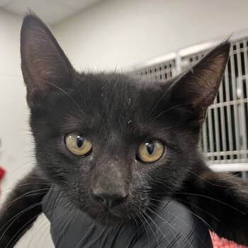 Luxray -  Domestic Short Hair Cat for Adoption in Las Cruces, New Mexico - Luxray | PetCurious