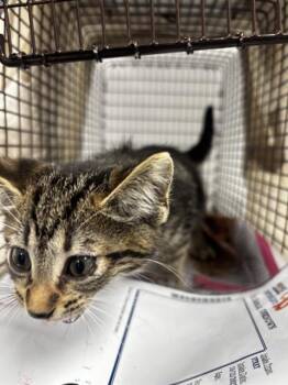 Rescue Domestic Short Hair Cats for Adoption in Fort Lauderdale, Florida - MILLIE | PetCurious