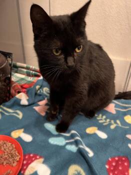 Chispa -  Domestic Short Hair Cat Available for Adoption in Frisco, Texas - Chispa | PetCurious