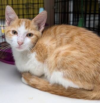 Colby -  Domestic Short Hair Cat for Adoption in Pompano Beach, Florida - Colby | PetCurious