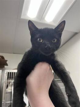 Dave`s Hot Chicken -  Domestic Short Hair Cat for Adoption in West Chester, Pennsylvania - Dave`s Hot Chicken | PetCurious