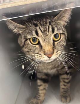 Rigby -  Domestic Short Hair Cat Available for Adoption in Greenfield, Indiana - Rigby | PetCurious