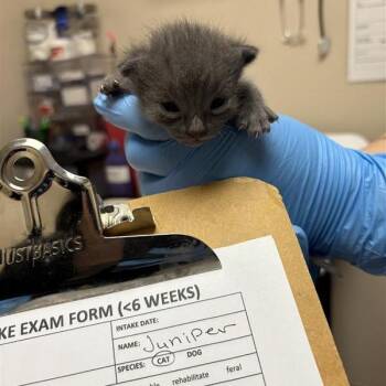 Juniper -  Domestic Short Hair Cat for Adoption in Tempe, Arizona - Juniper | PetCurious