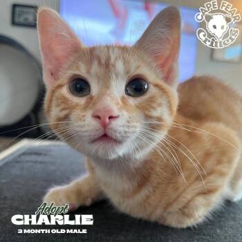 Charlie -  Domestic Short Hair Cat for Adoption in Wilmington, North Carolina - Charlie | PetCurious