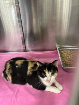 GRICELDA -  Domestic Short Hair Cat for Adoption - GRICELDA | PetCurious