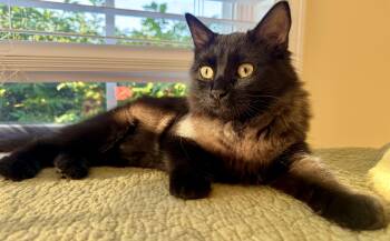 Smooshy -  Domestic Medium Hair Cat for Adoption in Murfreesboro, Tennessee - Smooshy | PetCurious
