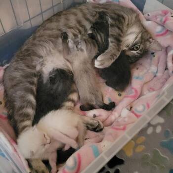 Bandit -  Domestic Short Hair Cat for Adoption in Bismarck, North Dakota - Bandit | PetCurious