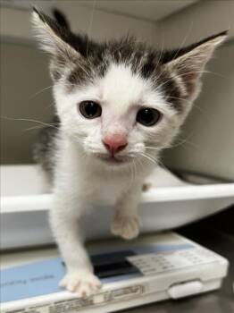 Domestic Short Hair Cats Available for Adoption in Tracy, California - AUGUST MOON | PetCurious