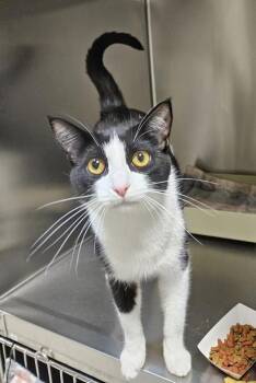 Stretch Armstrong -  Domestic Short Hair Cat for Adoption in Vancouver, Washington - Stretch Armstrong | PetCurious