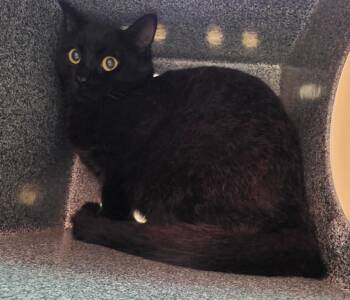 Domestic Short Hair Cats Available for Adoption - Haunter | PetCurious