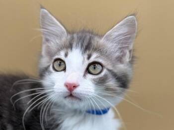 Metolius -  Domestic Medium Hair Cat for Adoption in Portland, Oregon - Metolius | PetCurious