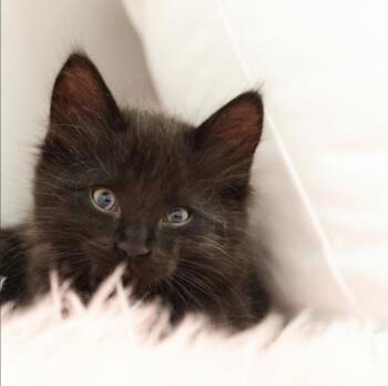 Domestic Medium Hair Cats Available for Adoption in Topeka, Kansas - **Cat Cafe** Dollop | PetCurious