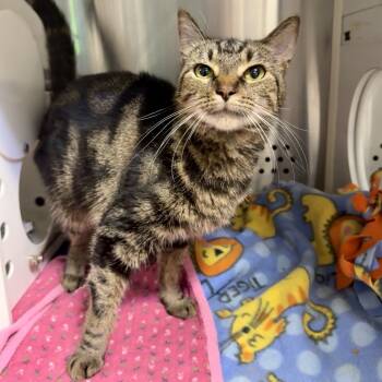 Rescue Domestic Short Hair Cats for Adoption in Baltimore, Maryland - Breone | PetCurious