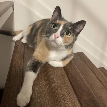 Calico Cats Available for Adoption - Geri & Tom (bonded Pair) | PetCurious