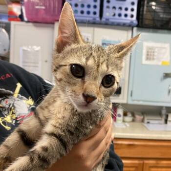 Domestic Short Hair Cats Available for Adoption - Purrlock Holmes | PetCurious