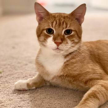 Sid -  Domestic Short Hair Cat for Adoption - Sid | PetCurious