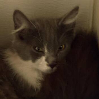 Domestic Short Hair Cats Available for Adoption in Yuma, Arizona - Genevive | PetCurious