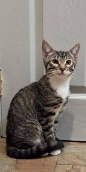 Domestic Short Hair and Tabby Cats Available for Adoption - Logo | PetCurious