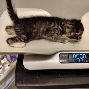 BK5/Kofa-Red Collar -  Domestic Short Hair Cat for Adoption in Coos Bay, Oregon - BK5/Kofa-Red Collar | PetCurious