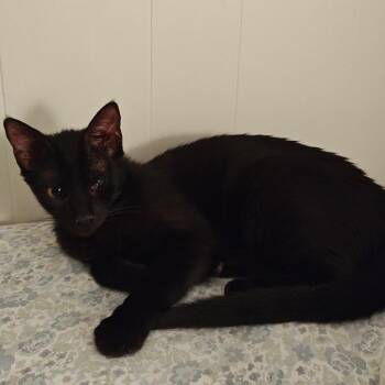 Domestic Short Hair Cats Available for Adoption - Itty Bitty | PetCurious