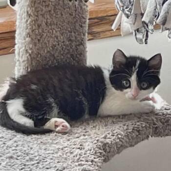 Rescue Domestic Short Hair Cats for Adoption in Greenville, Pennsylvania - Spicy | PetCurious