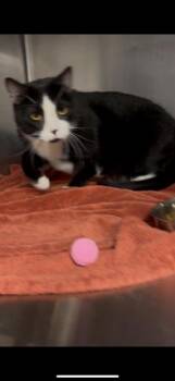 Rescue Domestic Short Hair Cats for Adoption in West Chester, Pennsylvania - Cataclipse | PetCurious
