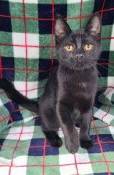 7160 (Bentley) -  Domestic Short Hair Cat for Adoption in Lake City, Michigan - 7160 (Bentley) | PetCurious