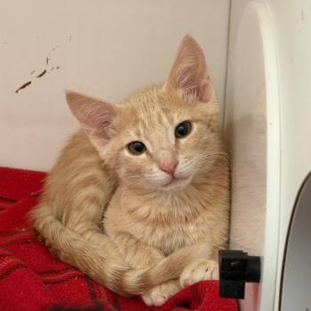 Persian -  Domestic Short Hair Cat for Adoption in Salt Lake City, Utah - Persian | PetCurious