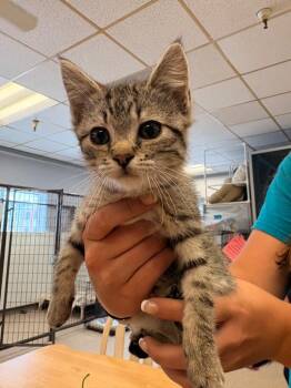 Betty -  Domestic Short Hair Cat for Adoption in Heber City, Utah - Betty | PetCurious