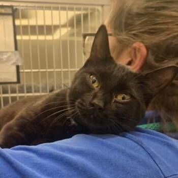 Domestic Short Hair Cats Available for Adoption in Phoenixville, Pennsylvania - Shadow | PetCurious