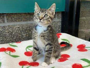 Goo Goo Bear -  Domestic Short Hair Cat Available for Adoption in Portland, Oregon - Goo Goo Bear | PetCurious